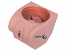 高級計劃生育教育模型